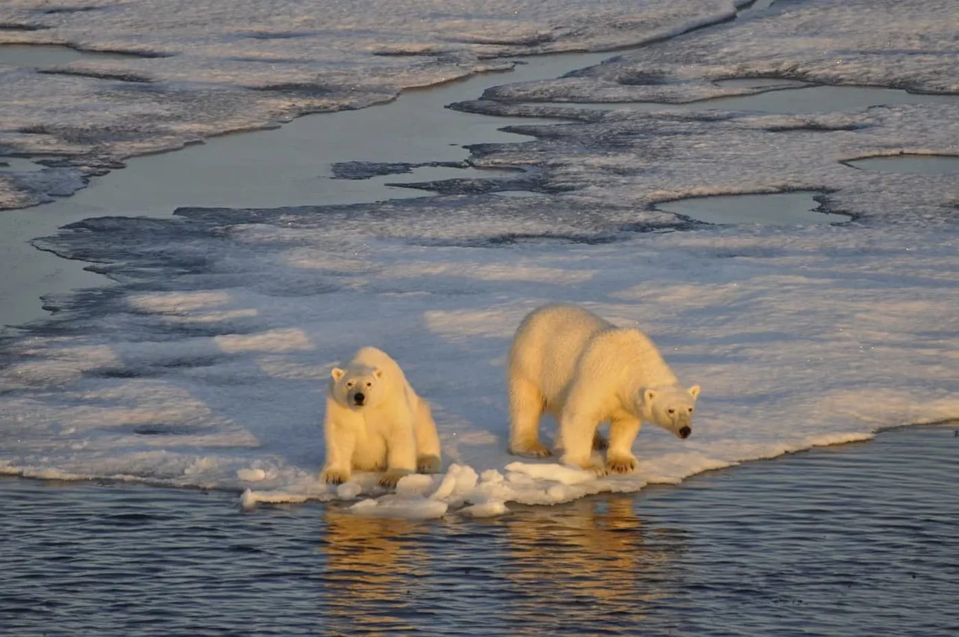 Dos osos polares sobre un fragmento de hielo flotante en el Ártico, rodeados de agua y señales de deshielo.
