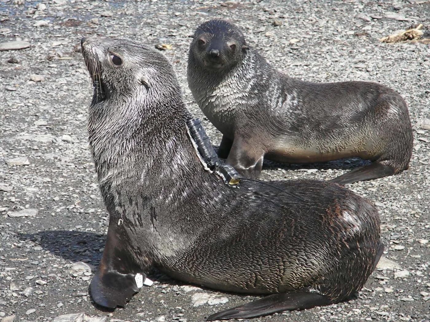 Focas con dispositivos de monitoreo para estudiar condiciones ambientales
