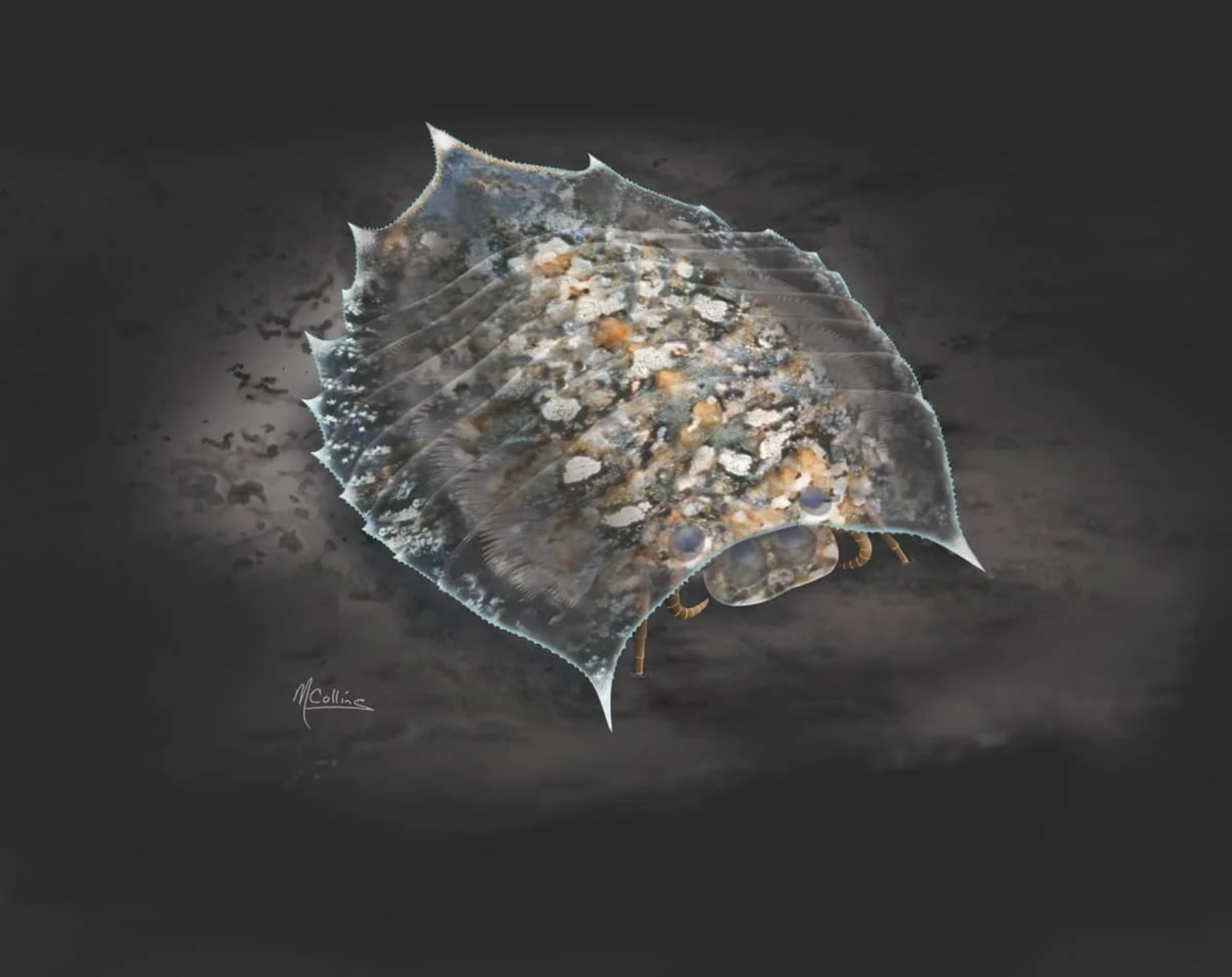 Representación artística de Helmetia expansa mostrando su posible aspecto en vida durante el Cámbrico.