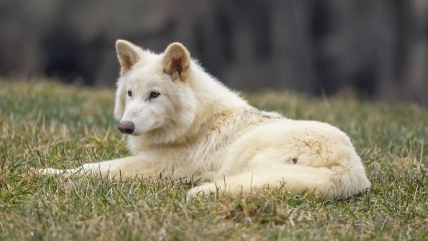 Lobo genéticamente modificado con apariencia del extinto lobo terrible, descansando sobre el pasto.