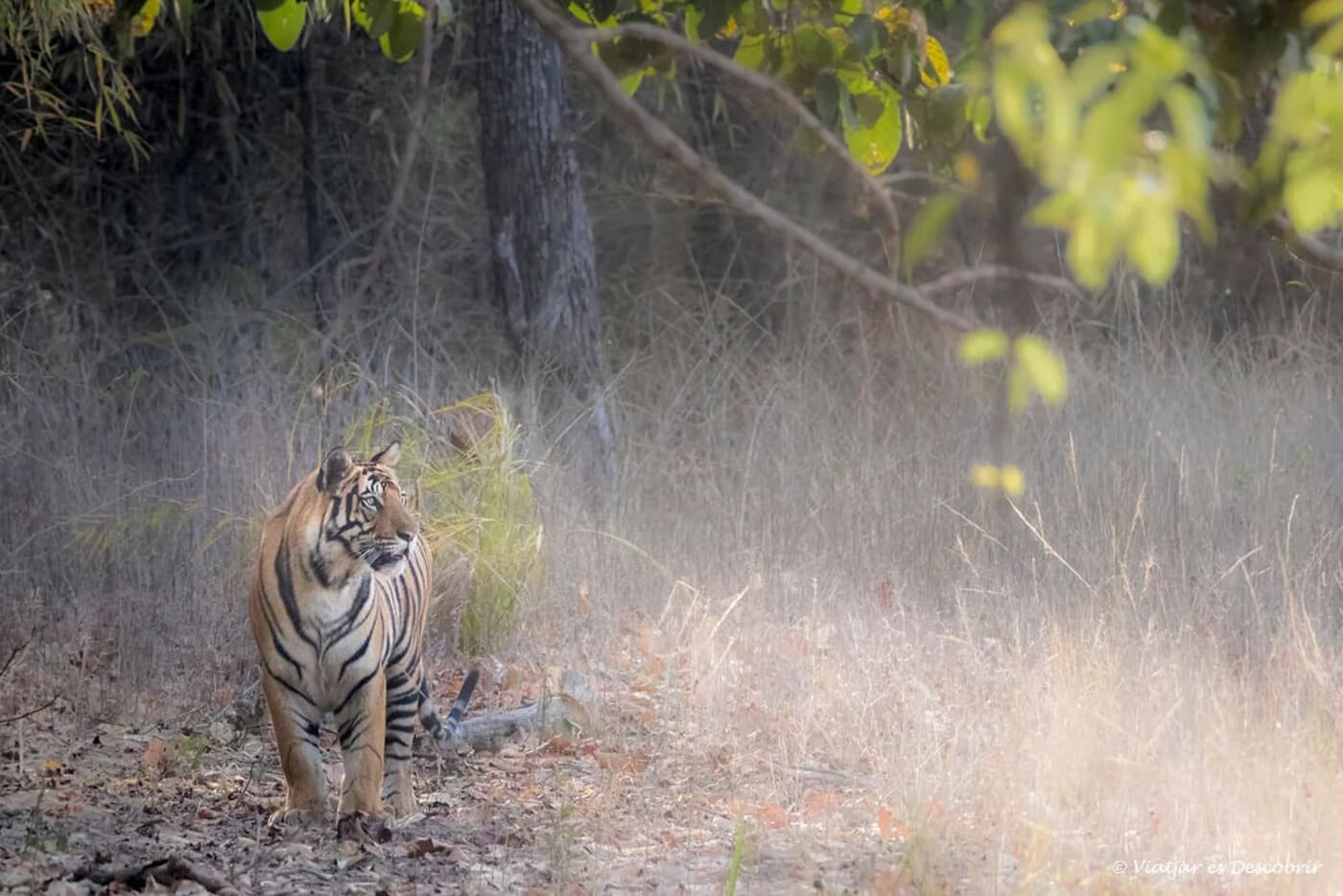 Tigre caminando entre la vegetación seca del Parque Nacional Bandhavgarh, en Madhya Pradesh.