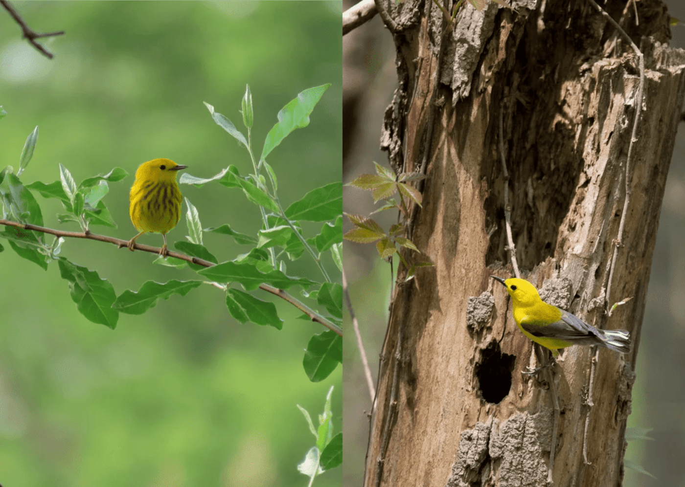 Dos especies de aves comparadas por su comportamiento agresivo y estrategias de anidación