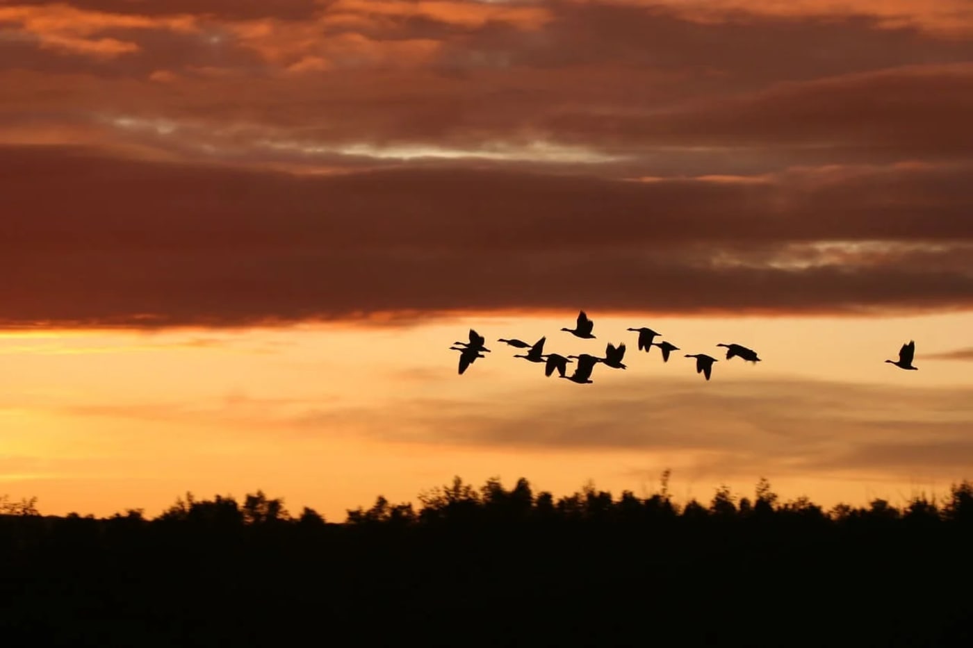 Aves migratorias volando al atardecer en formación, destacando la importancia de conservar sus rutas frente al cambio climático