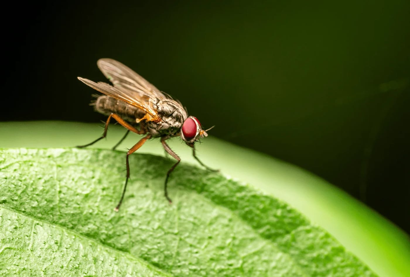 Mosca estéril utilizada en el control del gusano barrenador