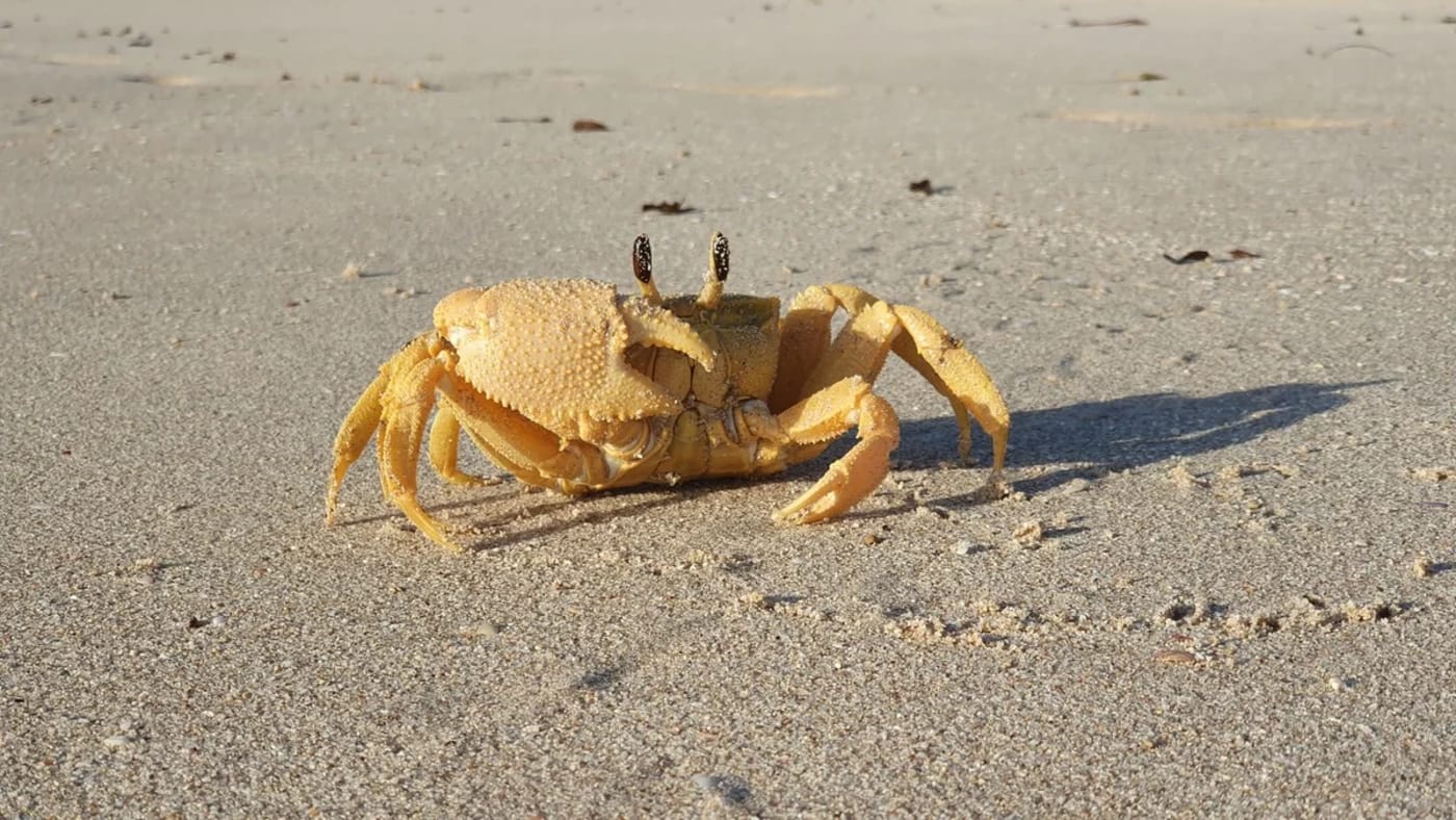 Cangrejo fantasma dorado Ocypode convexa en la costa oeste de Australia
