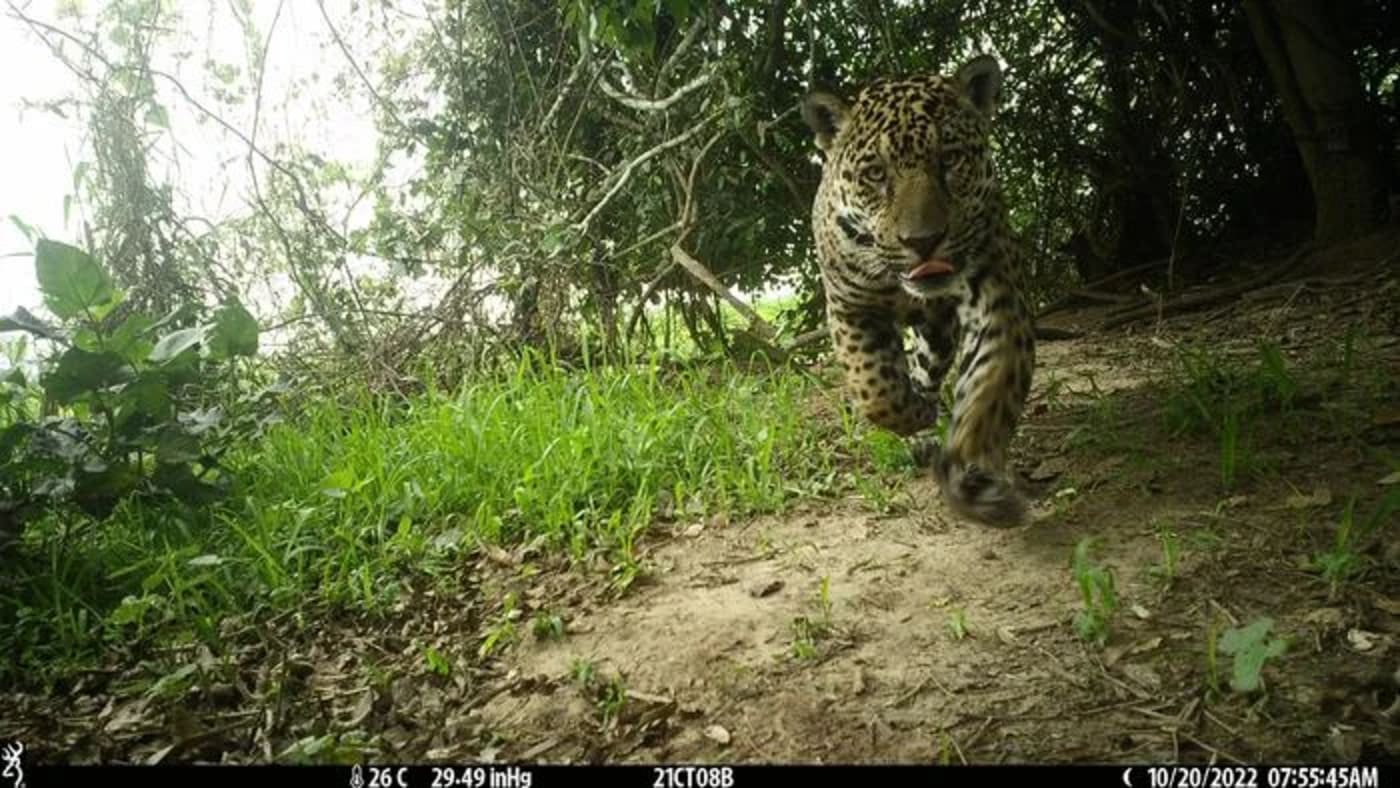 Jaguar caminando hacia la cámara en la selva del Pantanal de Brasil