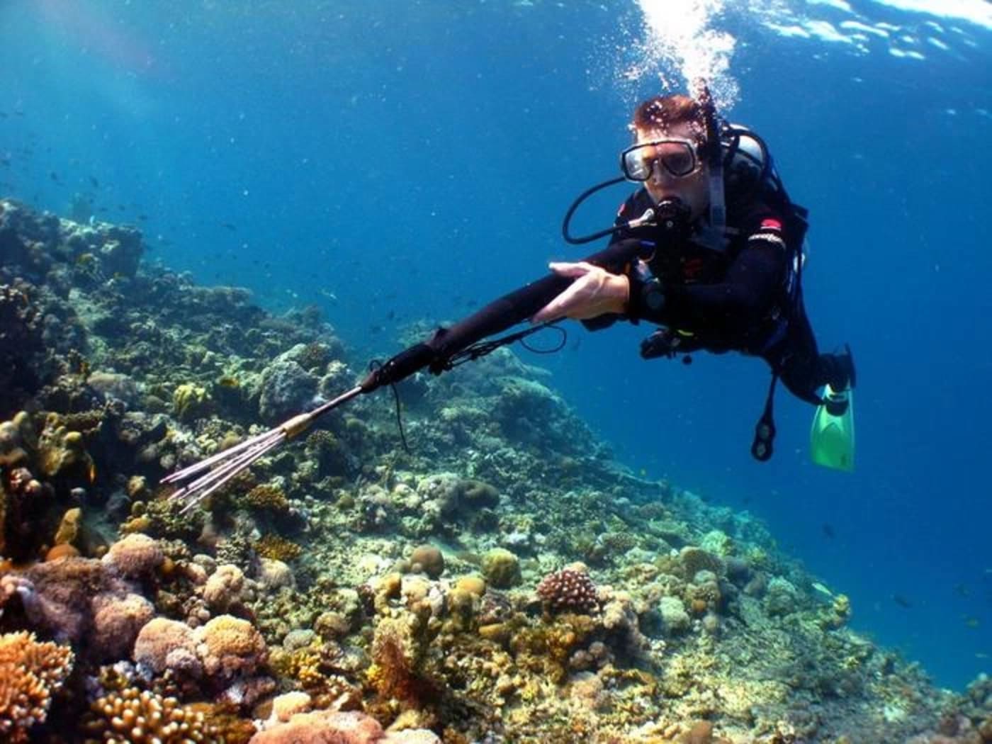 Investigador realiza muestreo de peces en un arrecife de coral para analizar la interacción de los pargos en la red alimentaria marina