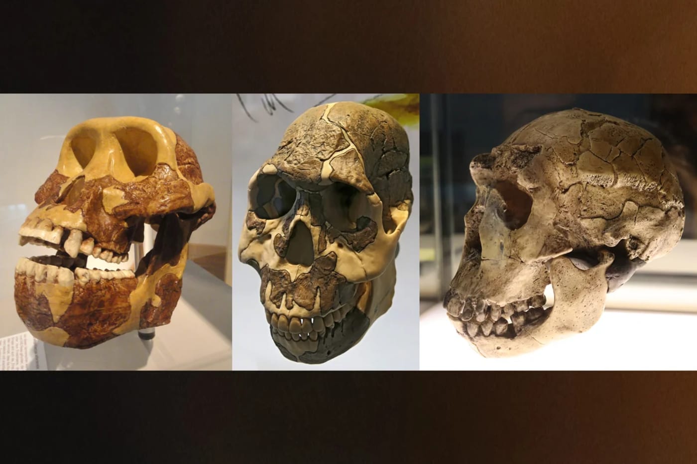 Evolución de dientes de homínidos de Australopithecus a Homo ergaster