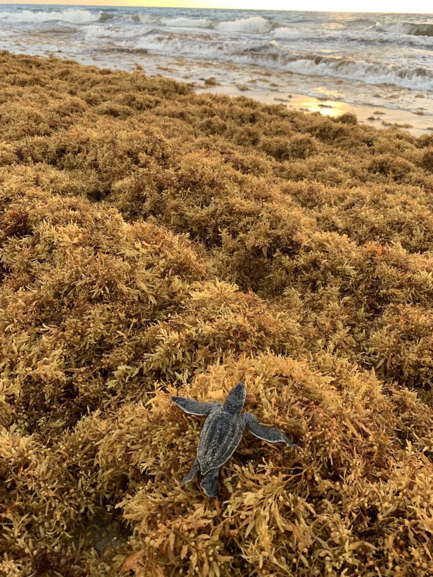 Cría de tortuga laúd desplazándose sobre esteras de sargazo, mostrando sus aletas alargadas y sin garras frontales