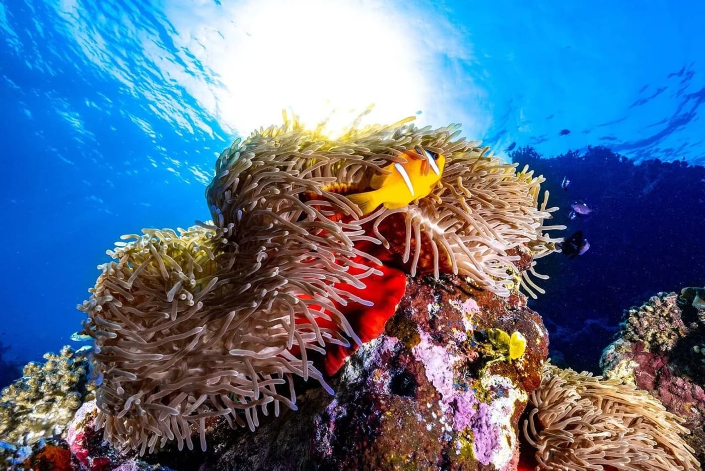 Ejemplar sano de Radianthus magnifica fotografiado en 2022 con colores intensos en el arrecife