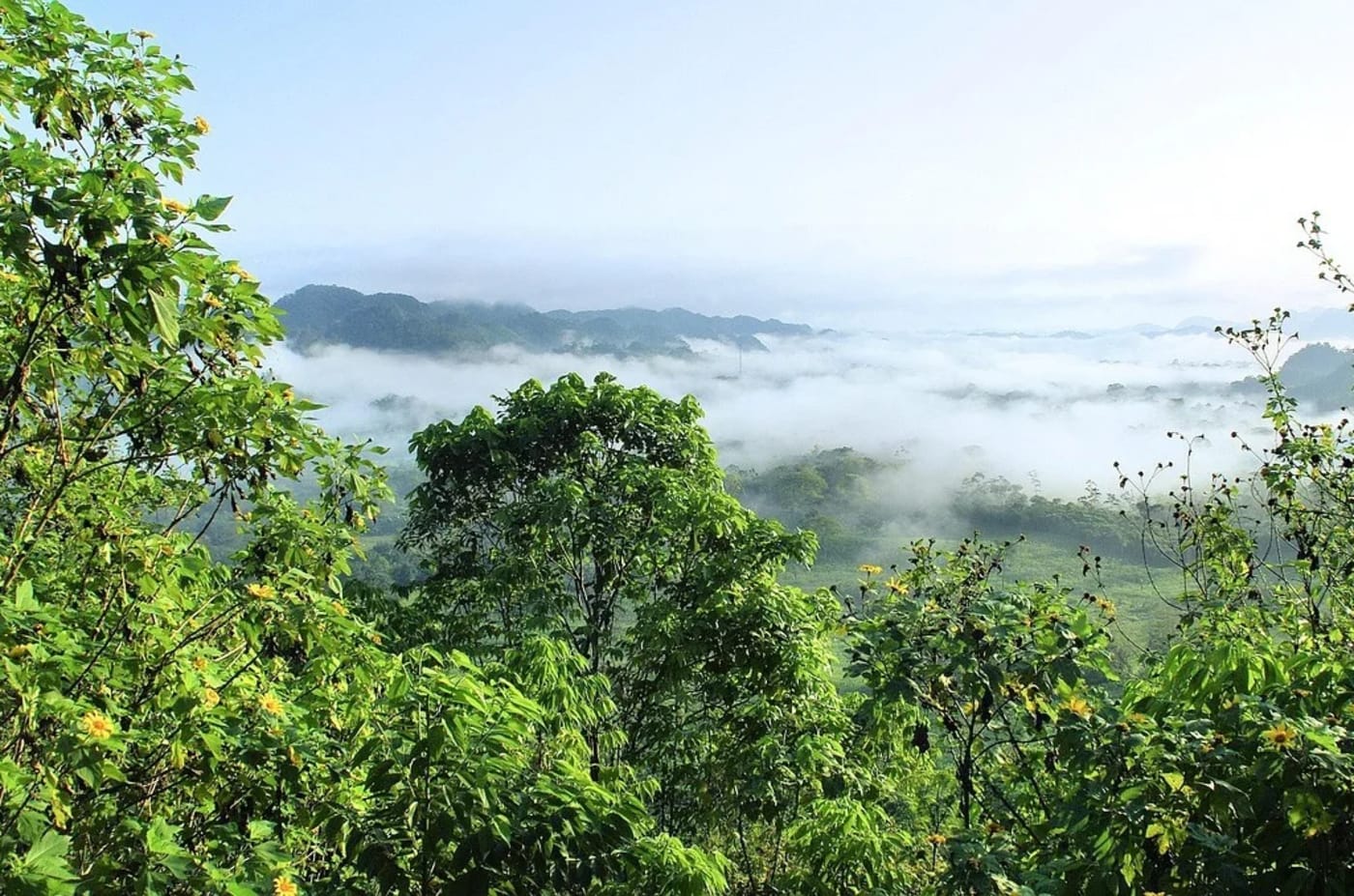 Paisaje verde de la Amazonía con montañas y neblina al amanecer