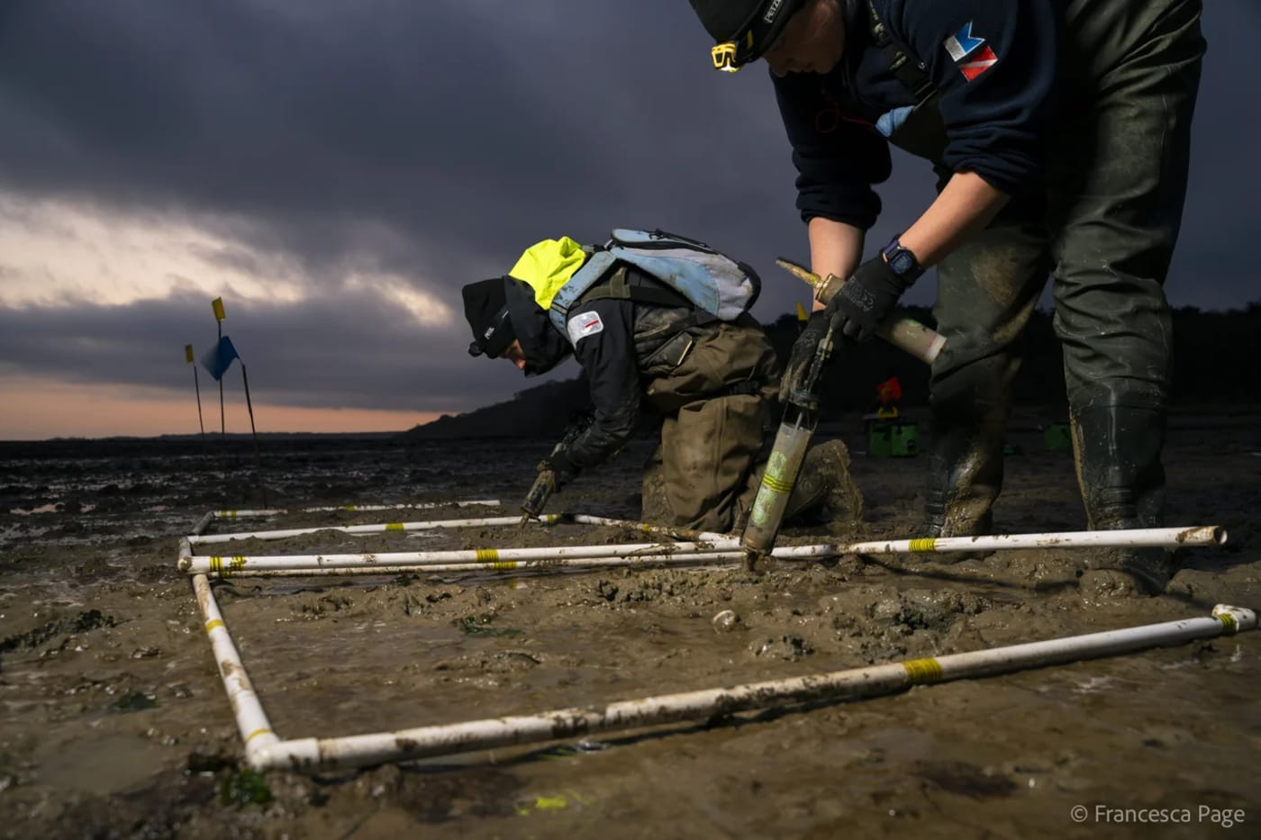 Dos personas trabajando en la restauración de praderas marinas en la Isla de Wight