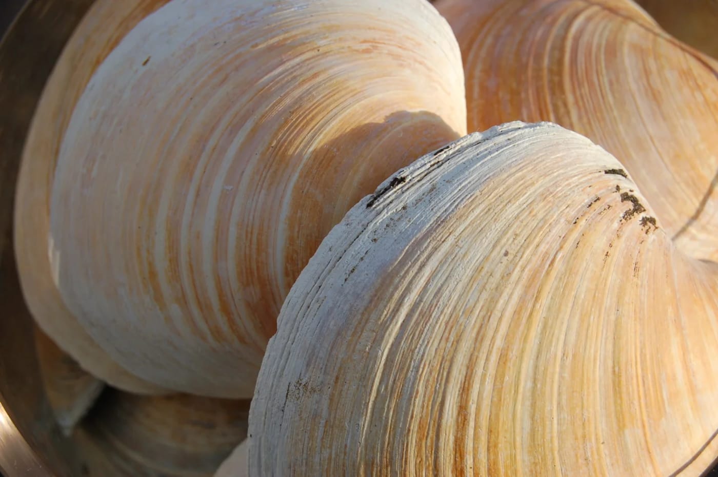 Conchas de quahog oceánica con sus característicos anillos de crecimiento visibles