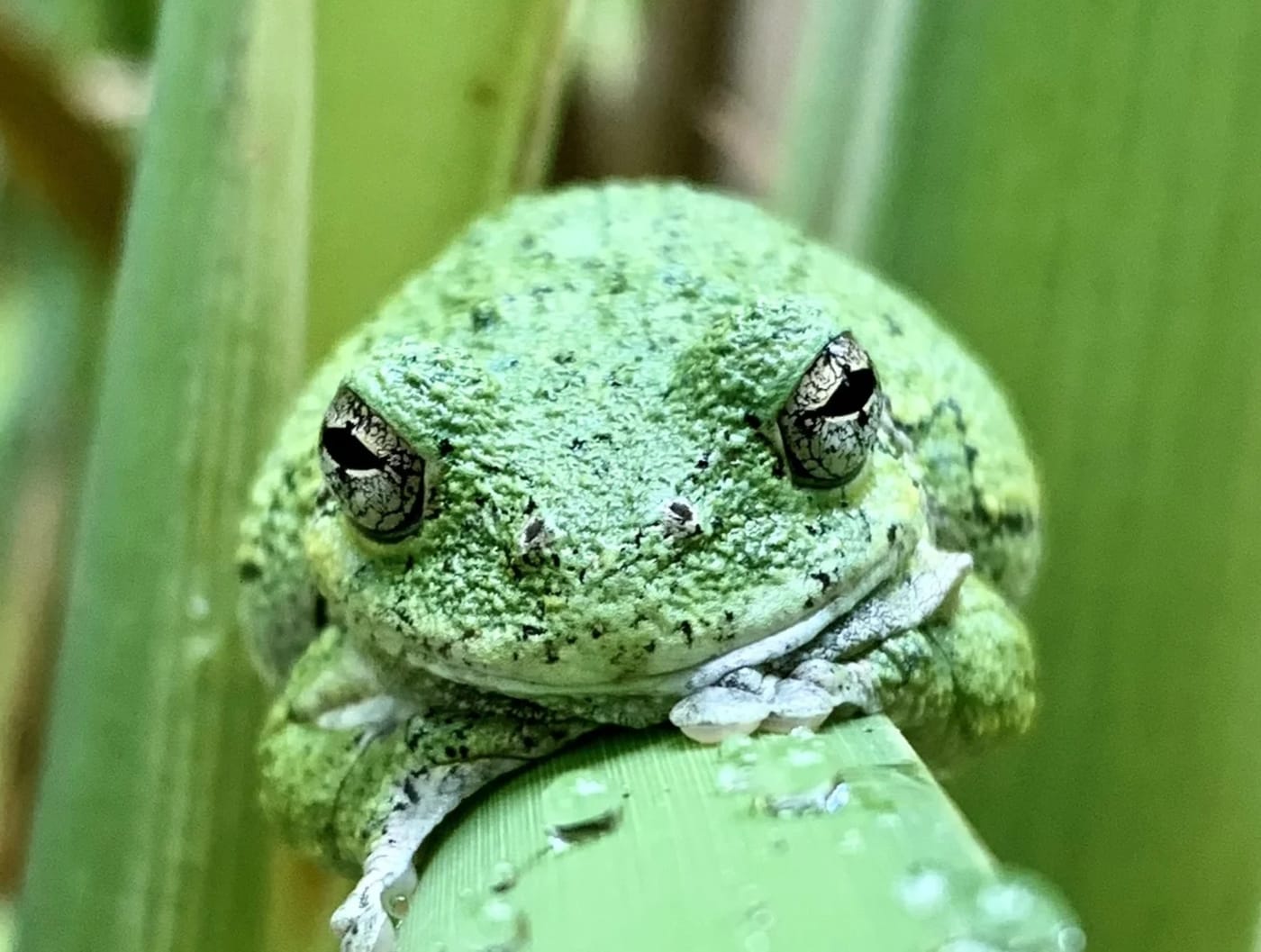Rana arbórea gris posada sobre una brizna de hierba en su entorno natural