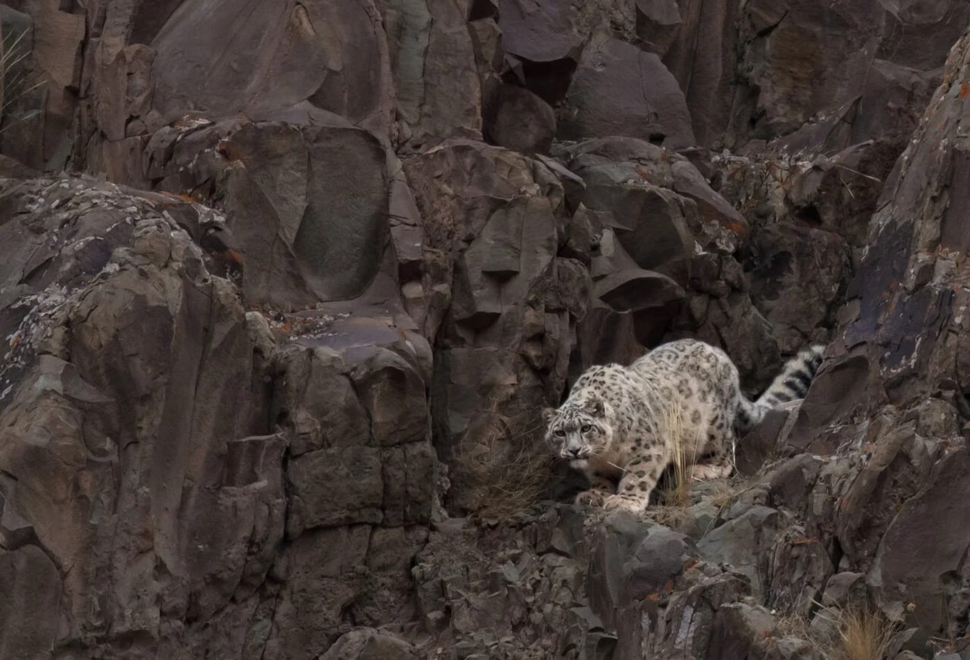 Leopardo de las nieves camuflado entre las rocas de Ladakh, India