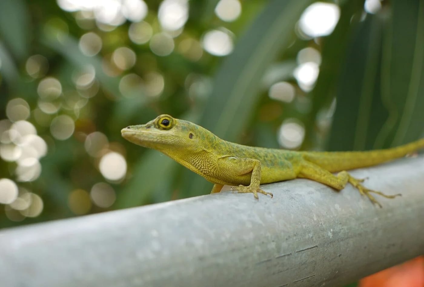 Anolis aeneus descansando sobre una barra metálica