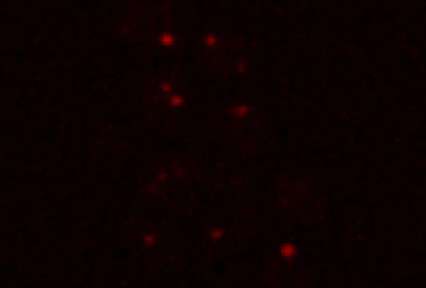 Condensados de ribonucleoproteína en células sometidas a condiciones similares a Marte
