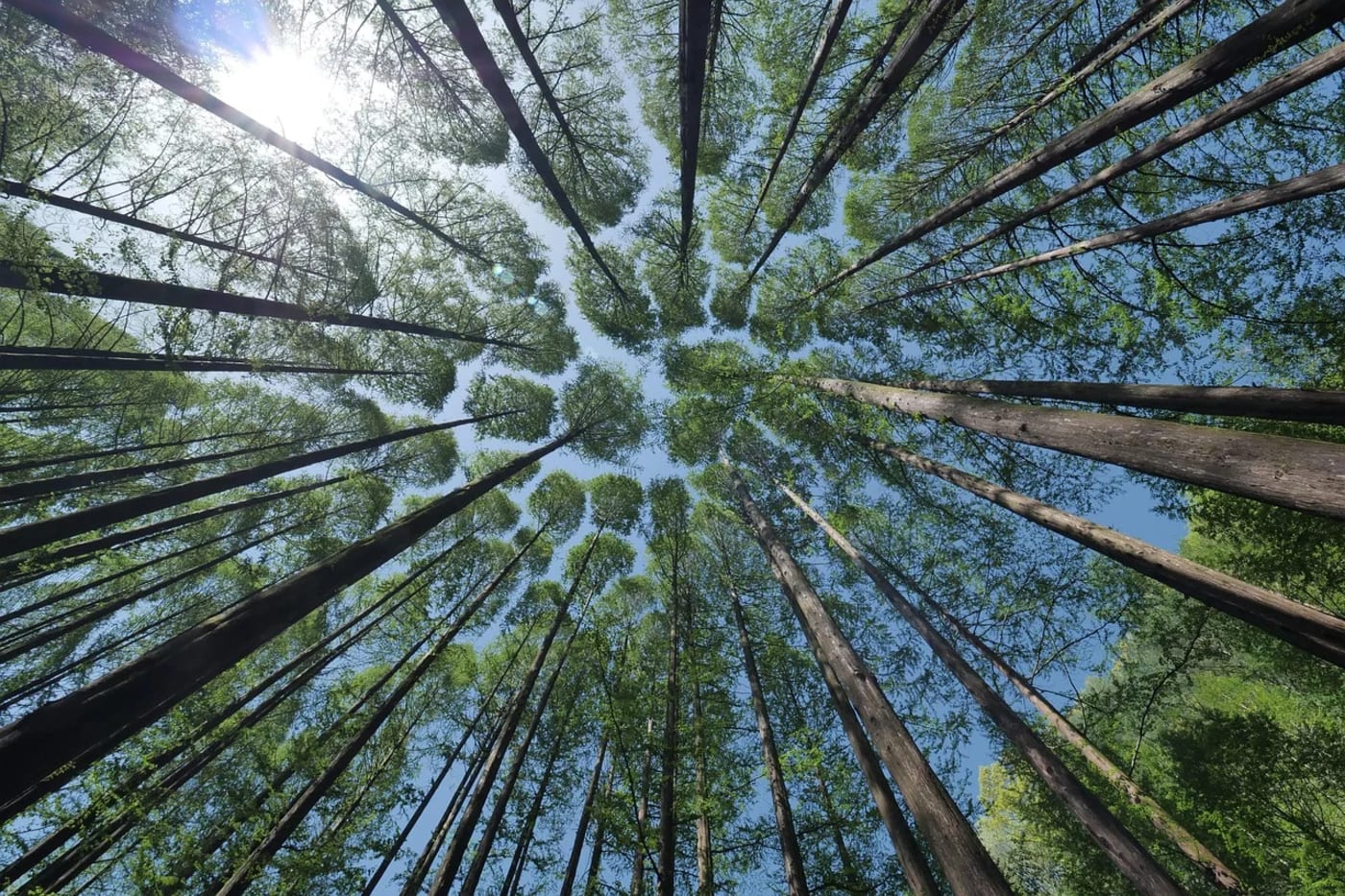 Vista ascendente de un bosque con árboles altos y luz del sol entre el follaje