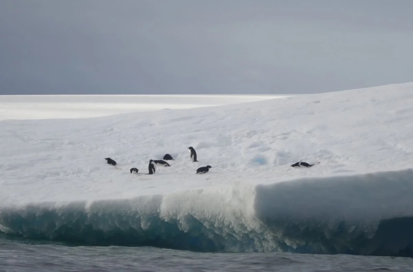 Grupo de pingüinos sobre una plataforma de hielo flotante en la Antártida bajo un cielo nublado