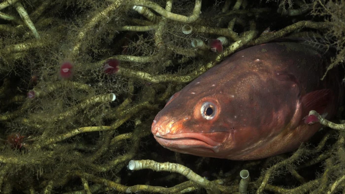 Anguila roja se entierra entre gusanos tubícolas en una filtración de metano frente a la costa de El Quisco, Chile