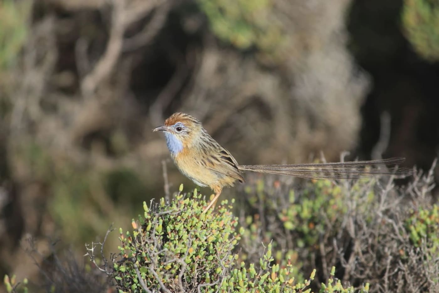 Emú sureño desplazándose por un área costera de Australia, una de las especies de aves más pequeñas del país