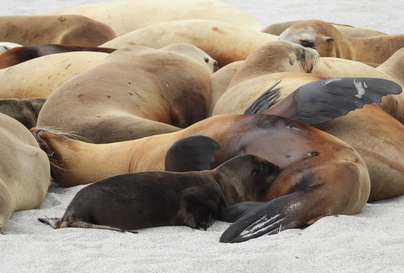 Madres leonas marinas descansan junto a sus crías en la isla San Miguel, mientras los investigadores observan su comportamiento y alimentación