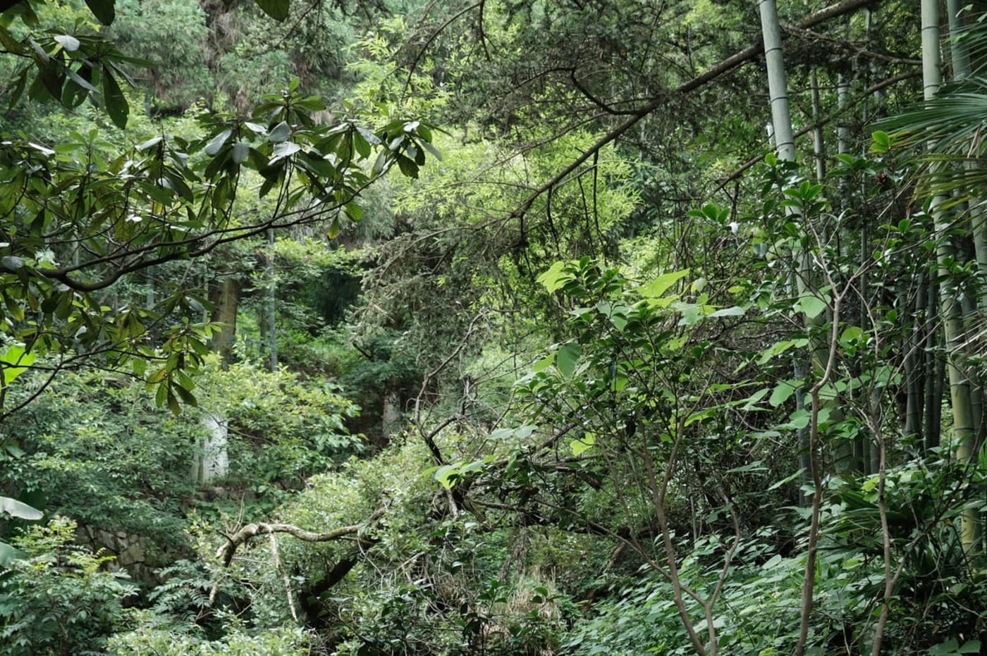 Bosque húmedo con bambú, palmeras y plátanos en el monte Mogan, Zhejiang, China