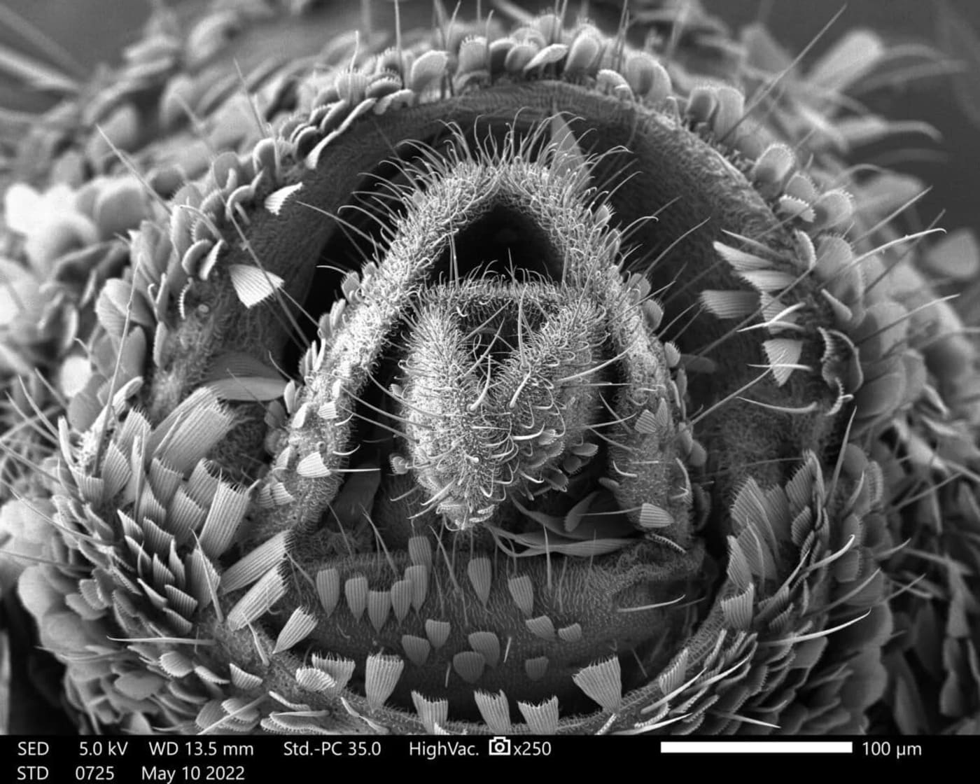 Vista ampliada de los genitales externos de una hembra del mosquito Aedes aegypti, mostrando detalles anatómicos del insecto