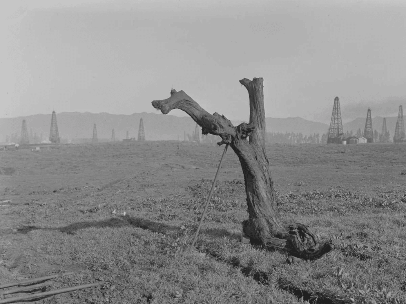 Excavaciones en los pozos de brea de La Brea con restos de árboles antiguos utilizados en el estudio