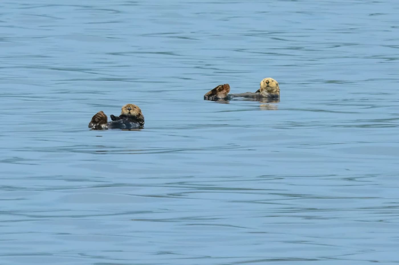 Nutria marina adulta y joven flotando en aguas del estrecho de la Reina Carlota