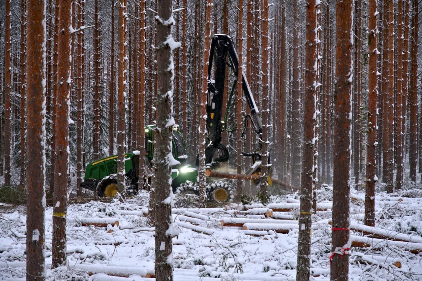 Máquina forestal realizando aclareo en un bosque nevado de coníferas