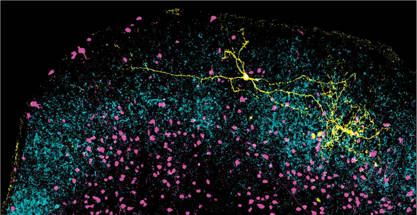 Neurona inhibitoria extendida en el colículo superior junto a terminaciones retinianas y otras neuronas