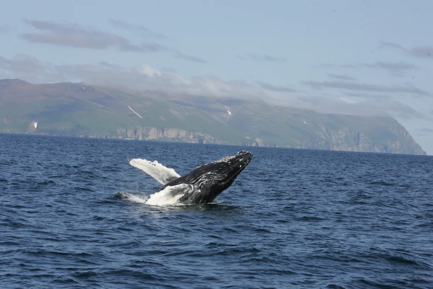 Ballena jorobada emergiendo del agua con las aletas extendidas en un salto frente a las costas del estrecho de Senyavin