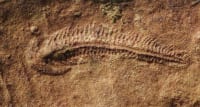 Fósil de Spriggina floundersi conservado en una roca de Australia Meridional