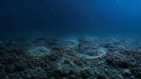 Pequeños remolinos sobre el fondo marino