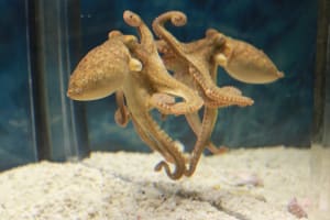 Pulpo de dos manchas de California frente a un espejo
