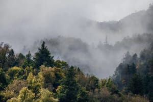 Bosque de montaña cubierto por niebla entre colinas arboladas.