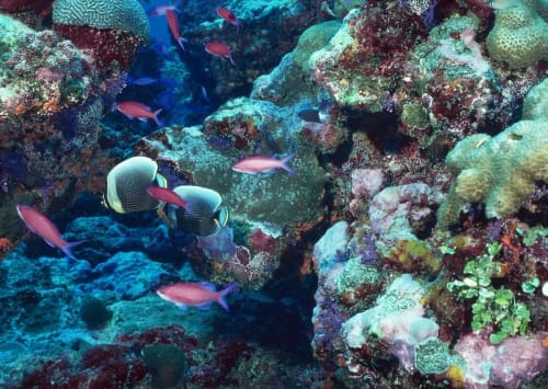 Arrecife de coral vibrante con peces tropicales nadando entre rocas y corales coloridos.