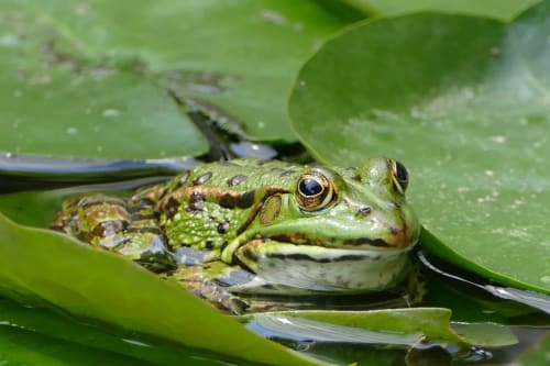 Rana verde descansando sobre una hoja flotante en el agua, destacando su piel moteada y sus ojos prominentes, representando su hábitat natural.