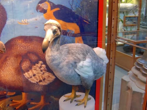Réplica del dodo en un museo, mostrando su tamaño, plumaje grisáceo y pico curvado, en un entorno histórico que incluye representaciones artísticas de su hábitat natural.