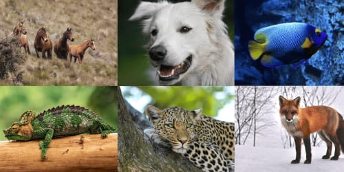 Collage de distintos animales en su hábitat