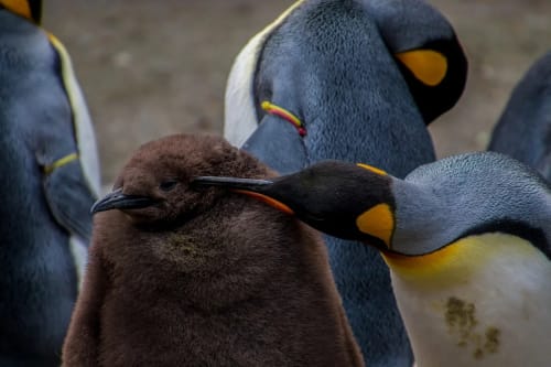 Un pingüino emperador adulto cuida de su cría cubierta de plumón marrón, rodeados por otros pingüinos