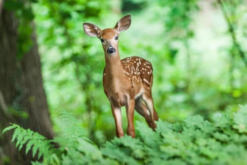 Un ciervo joven de pelaje marrón y manchas blancas, de pie en un bosque verde y frondoso