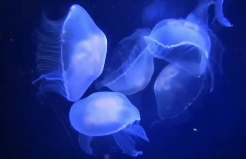 Medusas luna nadando en aguas oscuras con brillo azulado
