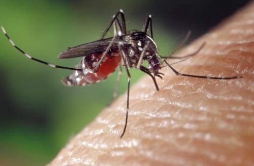 Mosquito Aedes albopictus sobre piel humana