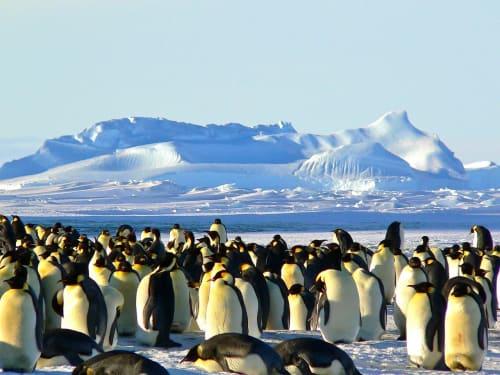 Colonia de pingüinos emperador en la Antártida