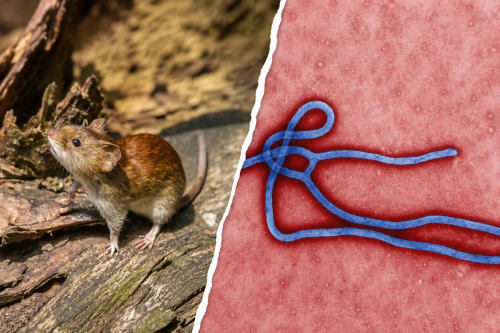 Ratón transmisor de hantavirus junto a una ilustración del virus del ébola.