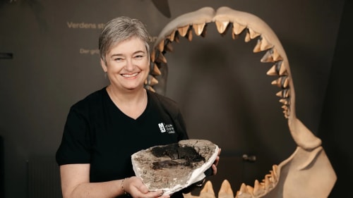 Fósil vertebral de megalodón