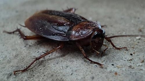 Cucaracha marrón sobre una superficie de cemento