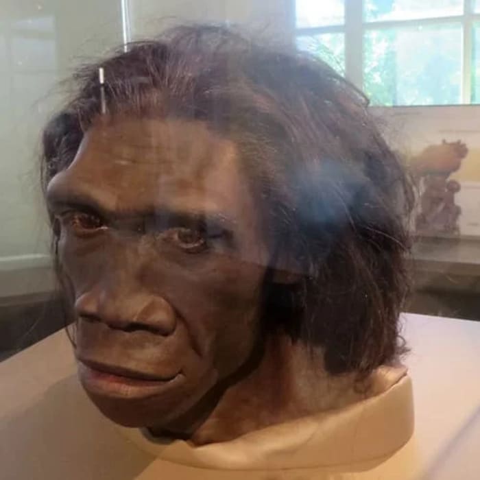 Reconstrucción facial del Homo erectus, mostrando sus rasgos faciales robustos y aspecto primitivo